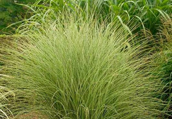 Miscanthus sinensis 'Morning Light' - Prachtriet