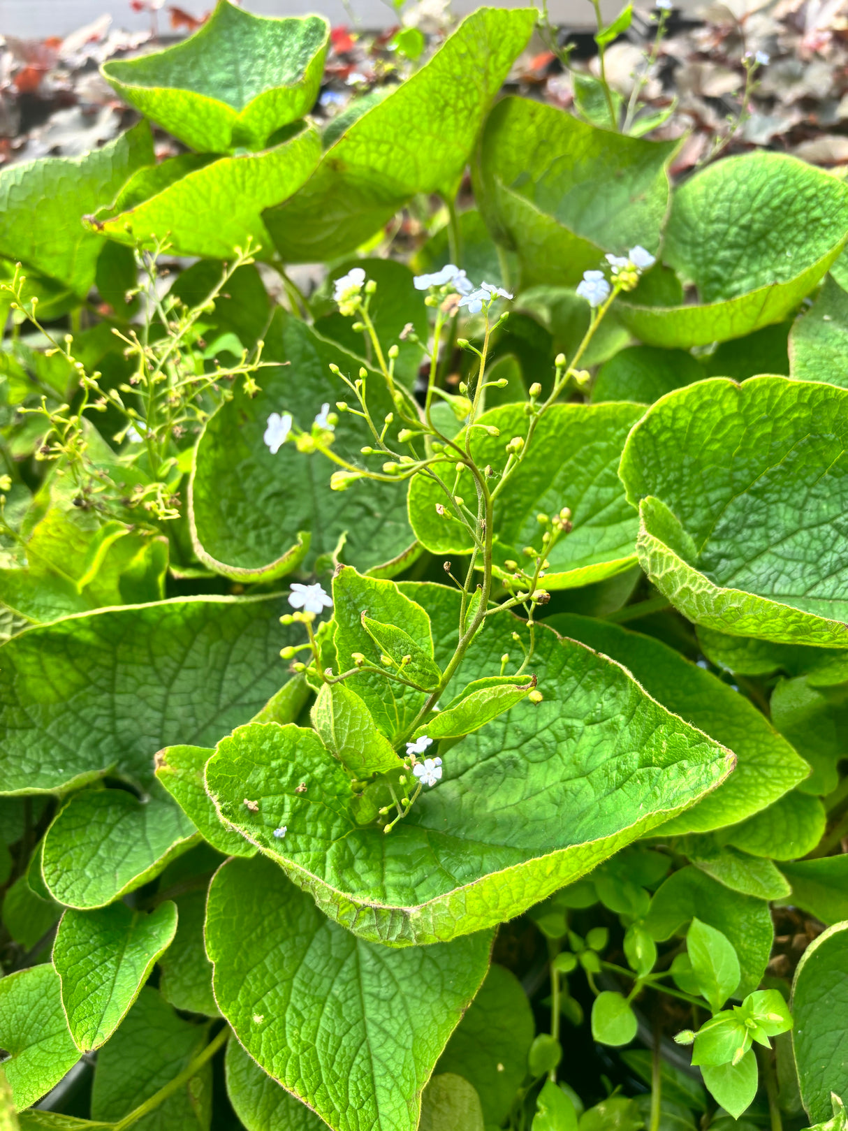 Brunnera macrophylla - Vergeet me nietje