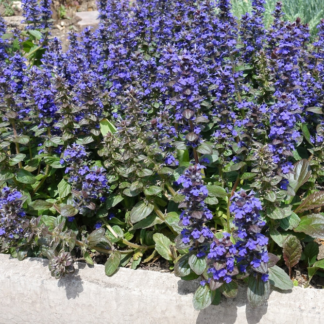 Ajuga reptans 'Braunherz' - Kruipend zenegroen