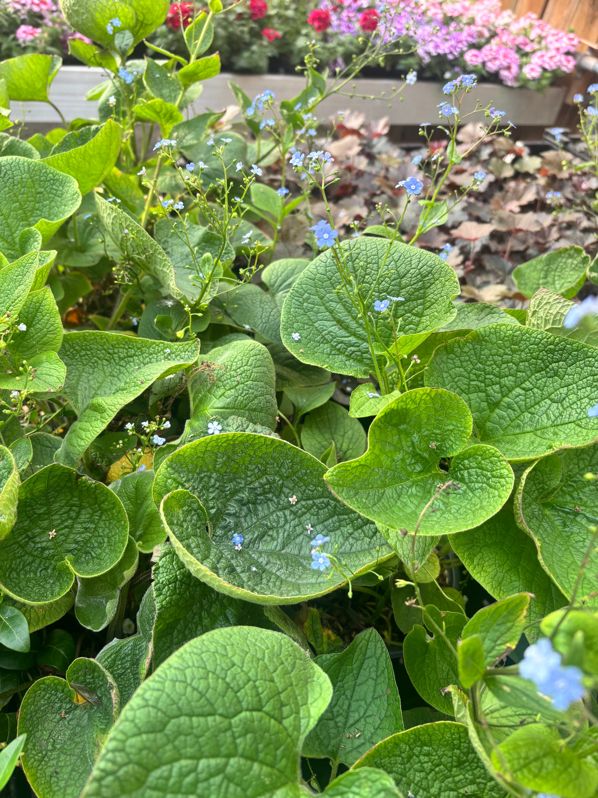 Brunnera macrophylla - Vergeet me nietje