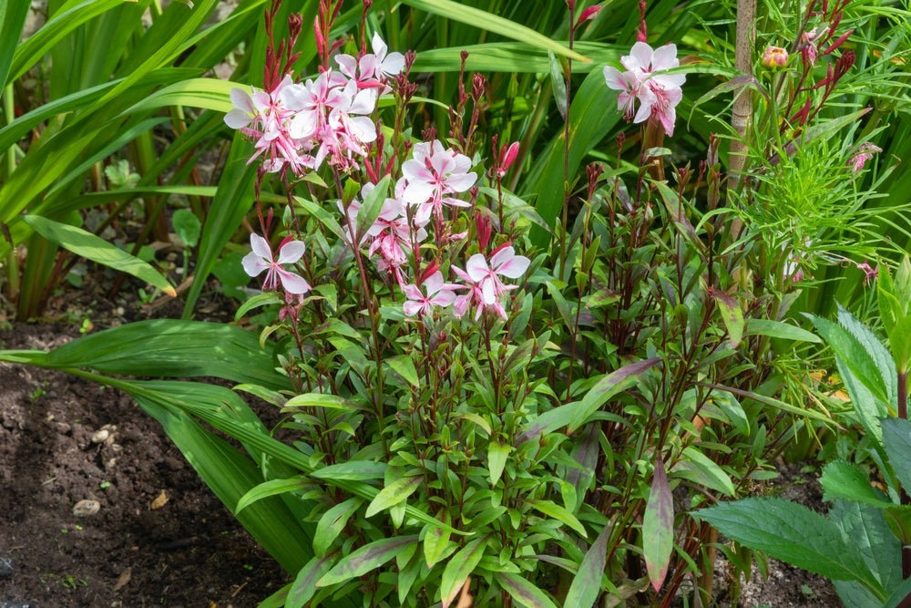 Gaura lindh. 'Siskiyou Pink - Prachtkaars