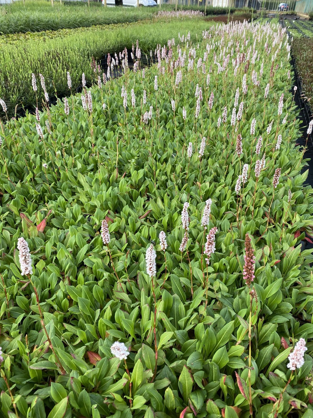 Persicaria aff. 'Superba': - Duizendknoop