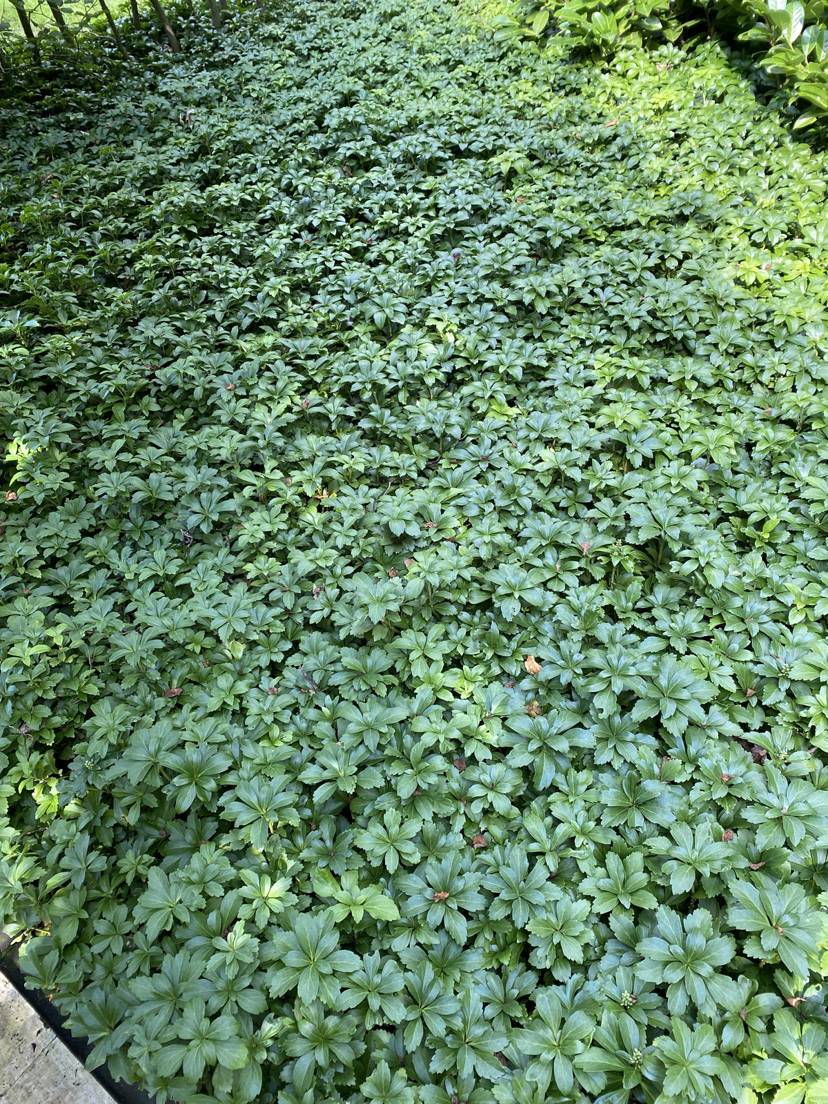 Pachysandra terminalis