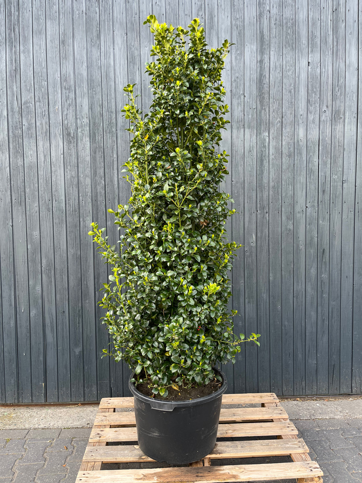 Ilex meserveae 'Blue Maid' 150-175 - Hulst