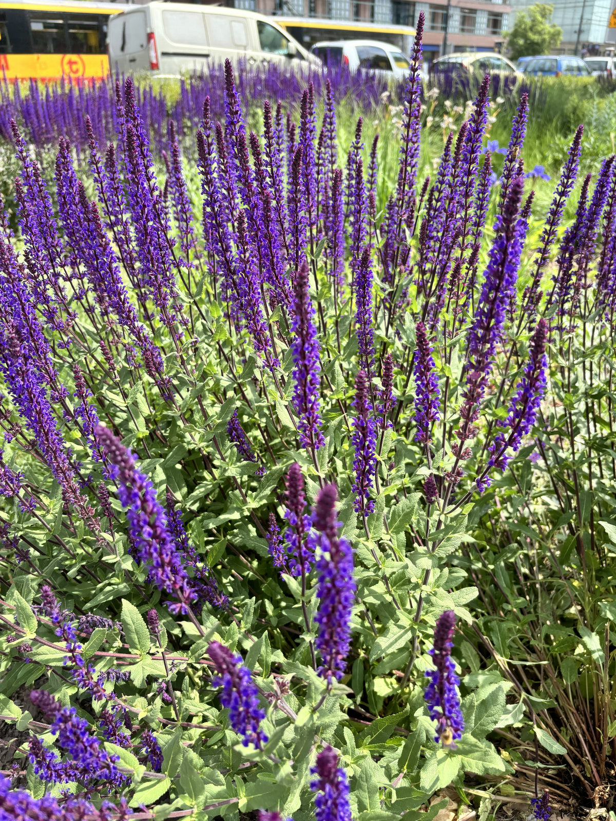 Salvia nemorosa 'Ostfriesland' - Salie
