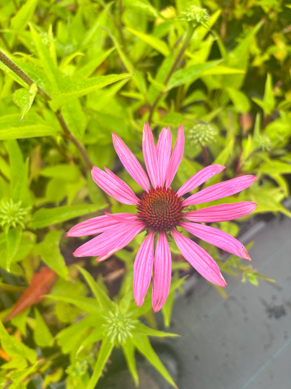 Echinacea purpurea 'Magnus' - Zonnehoed