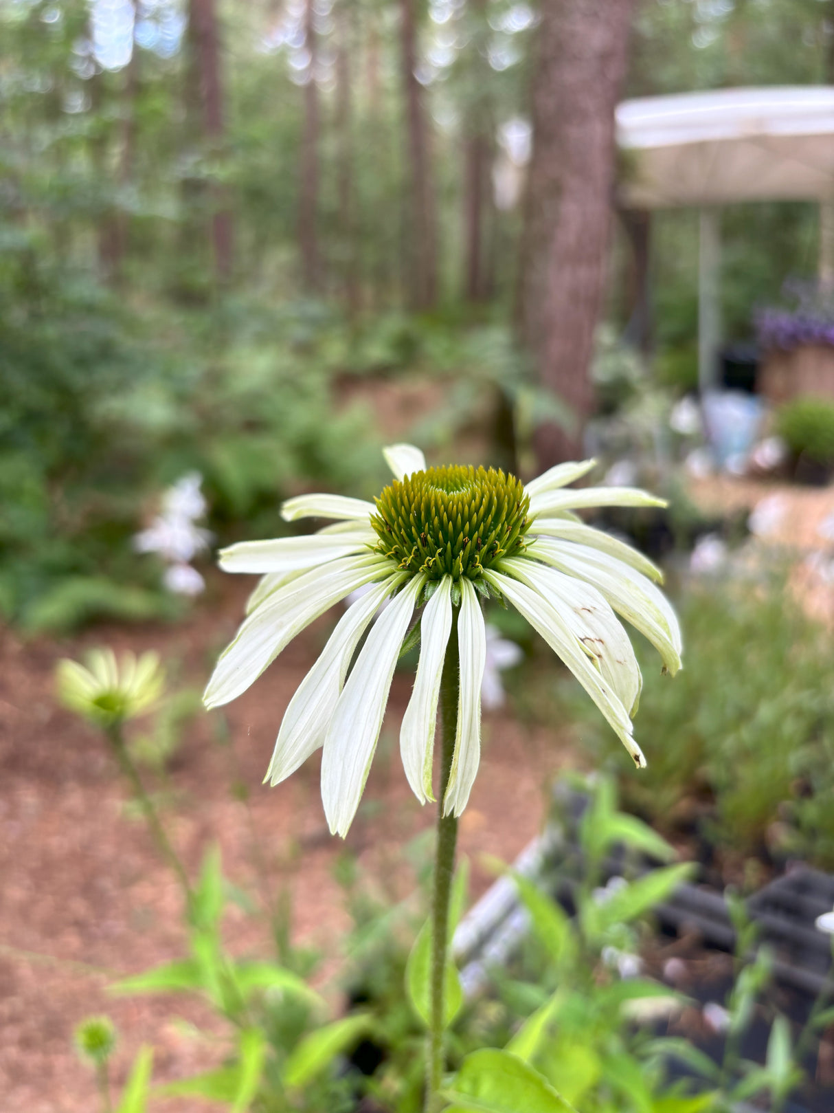 Echinacea p. 'White Swan - Zonnehoed