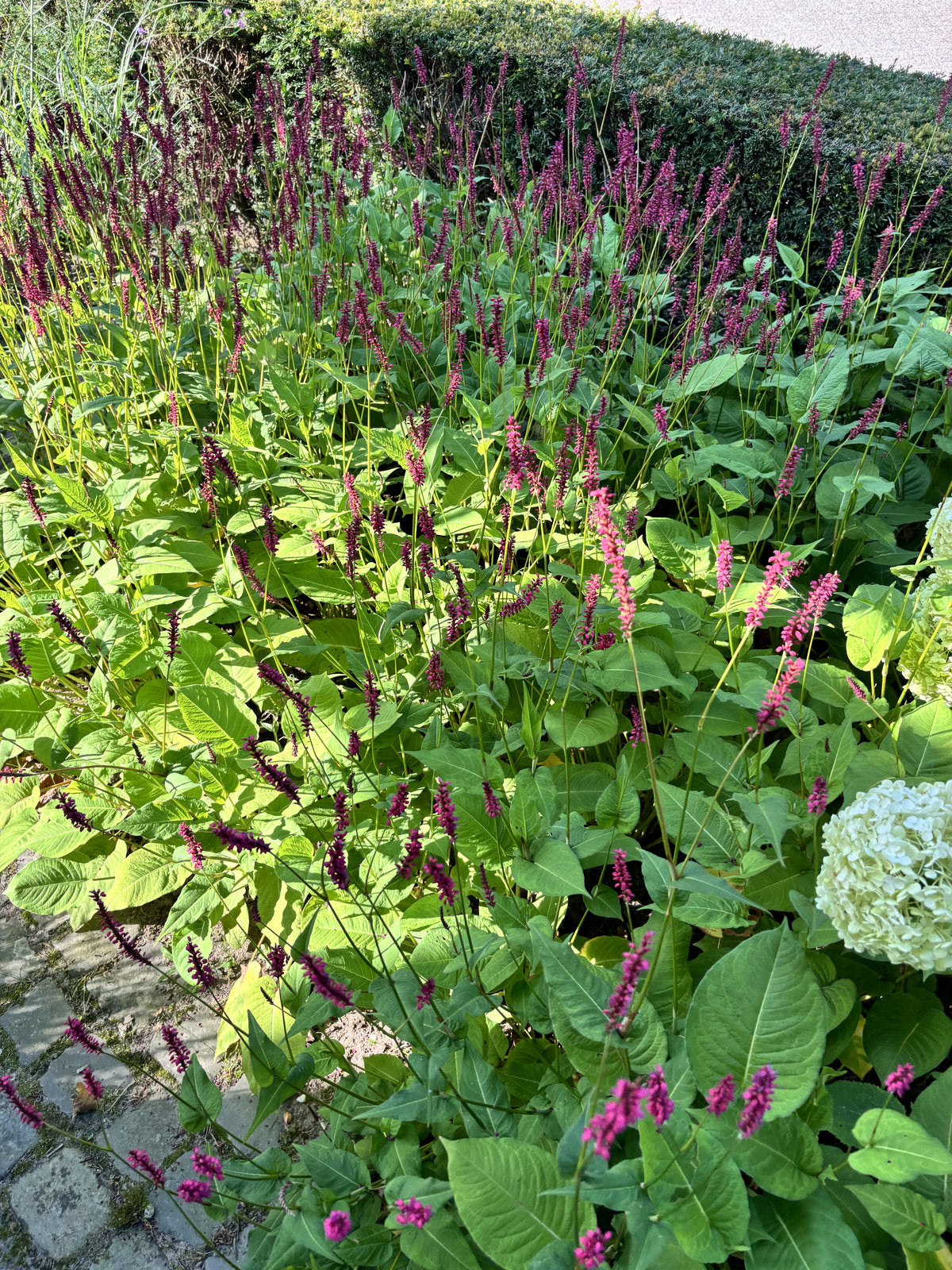 Persicaria amplexicaulis 'Taurus' - Duizendknoop