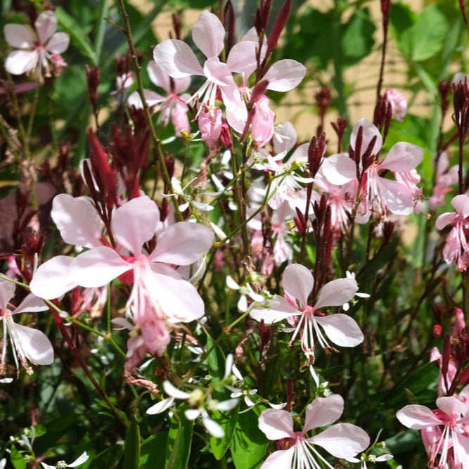 Gaura lindh. 'Siskiyou Pink - Prachtkaars