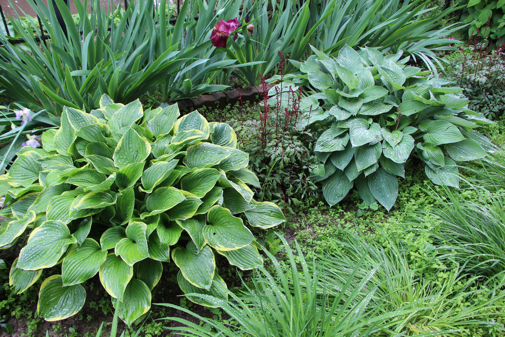 Hosta sieboldiana