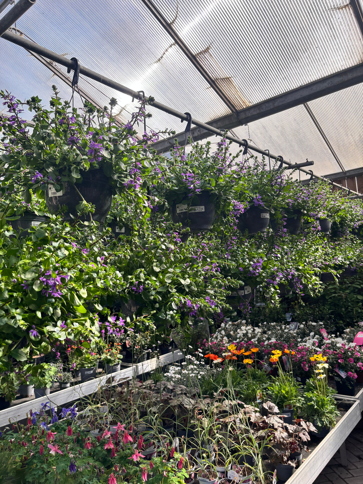Scaevola - Udenhoutse plant