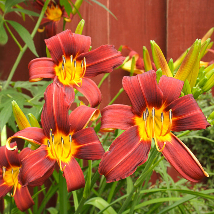 Hemerocallis 'Autumn Red' - Daglelie