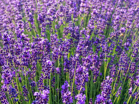 Lavandula angustifolia 'Munstead - Lavandel