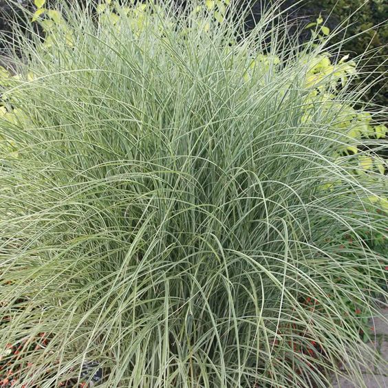 Miscanthus sinensis 'Morning Light' - Prachtriet