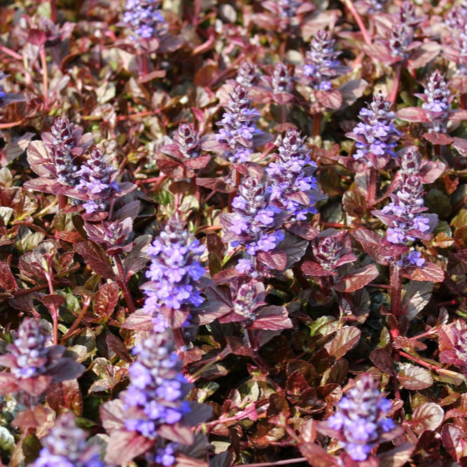 Ajuga reptans 'Burgundy Glow' - Kruipend zenegroen