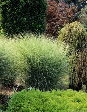 Miscanthus sinensis 'Morning Light' - Prachtriet