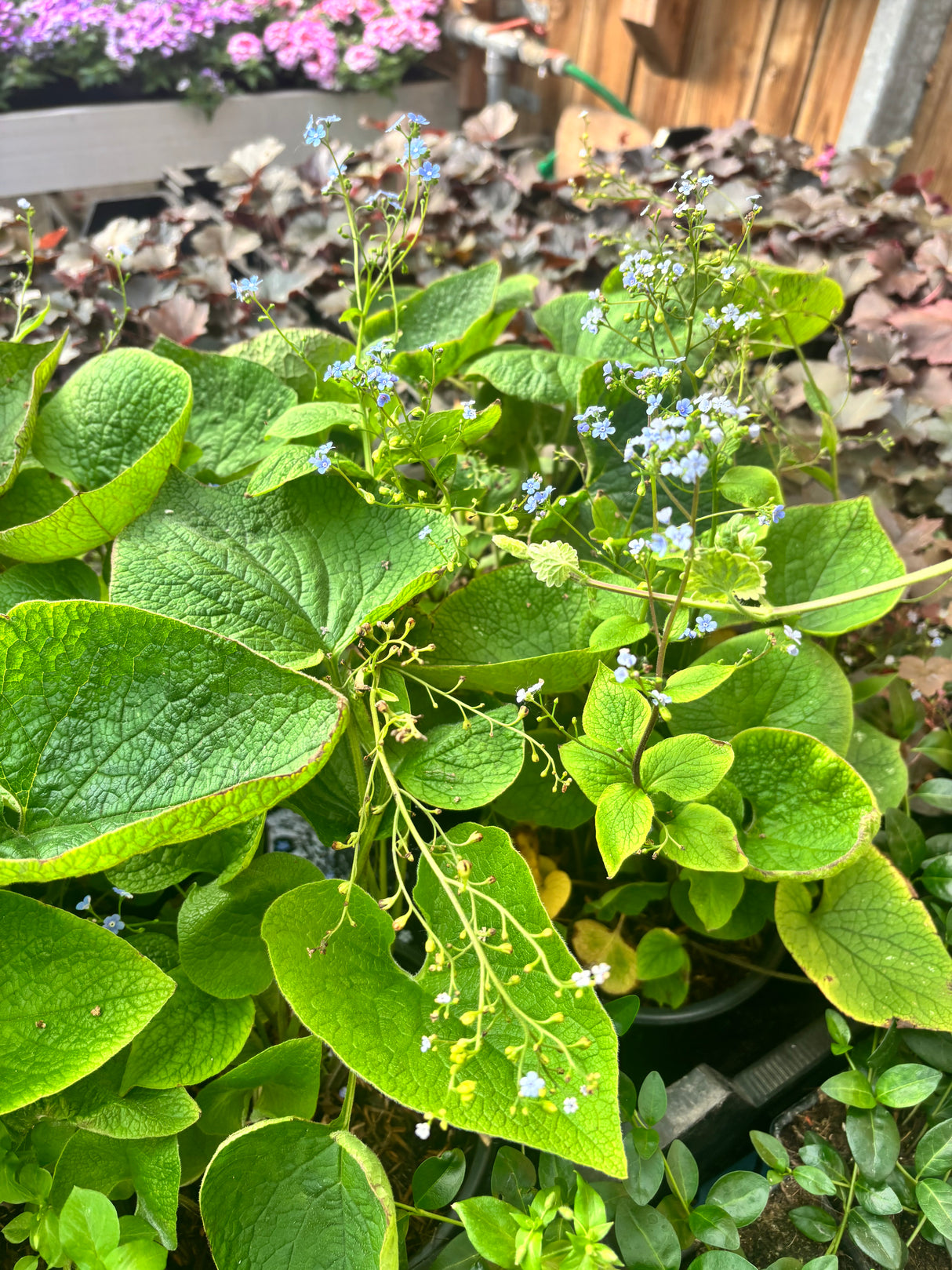 Brunnera macrophylla - Vergeet me nietje
