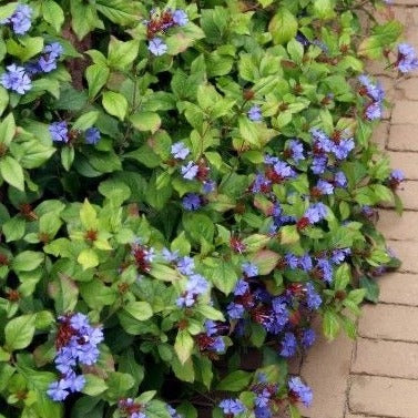 Centaurea montana - toptuinplanten