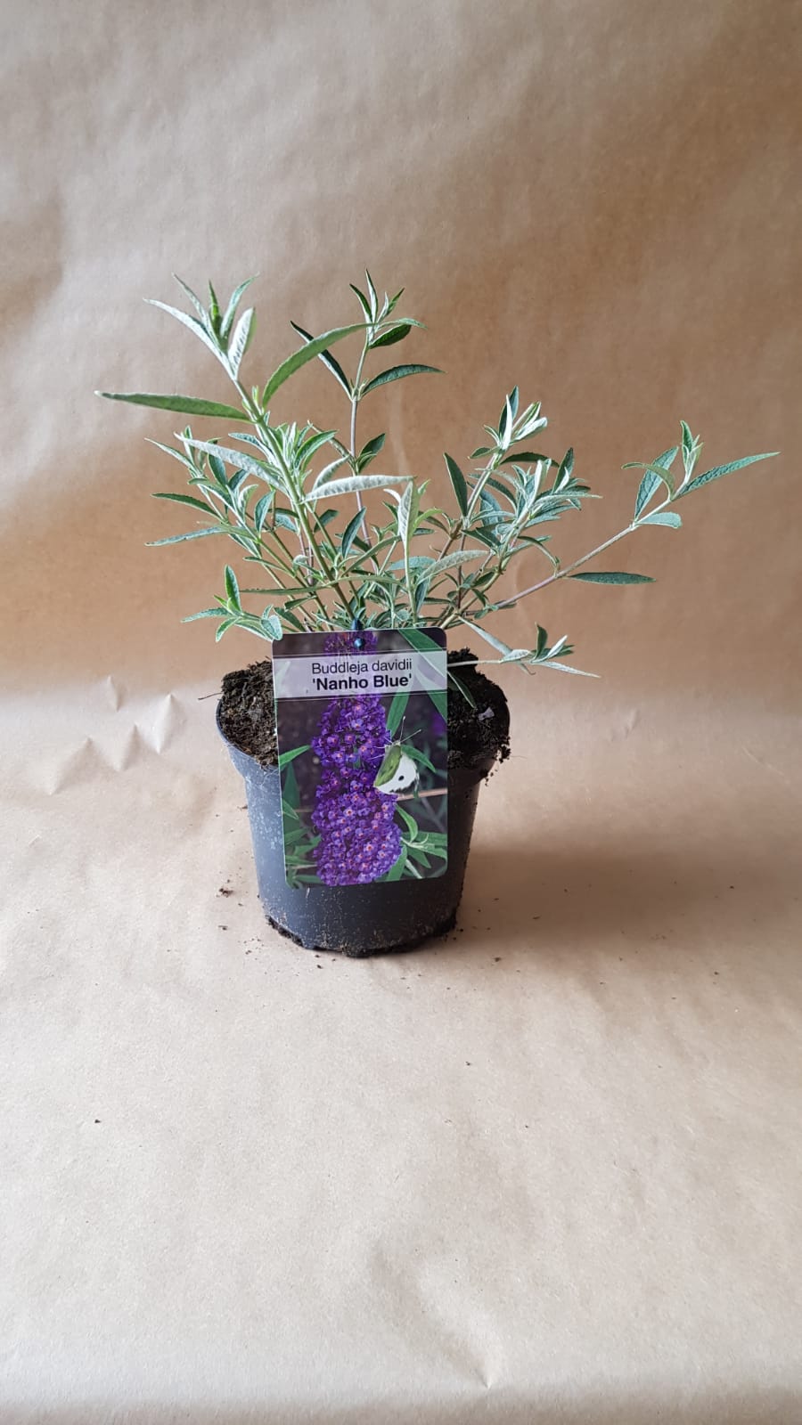 Buddleja davidii ' Nano Blue - 'Vlinderstruik