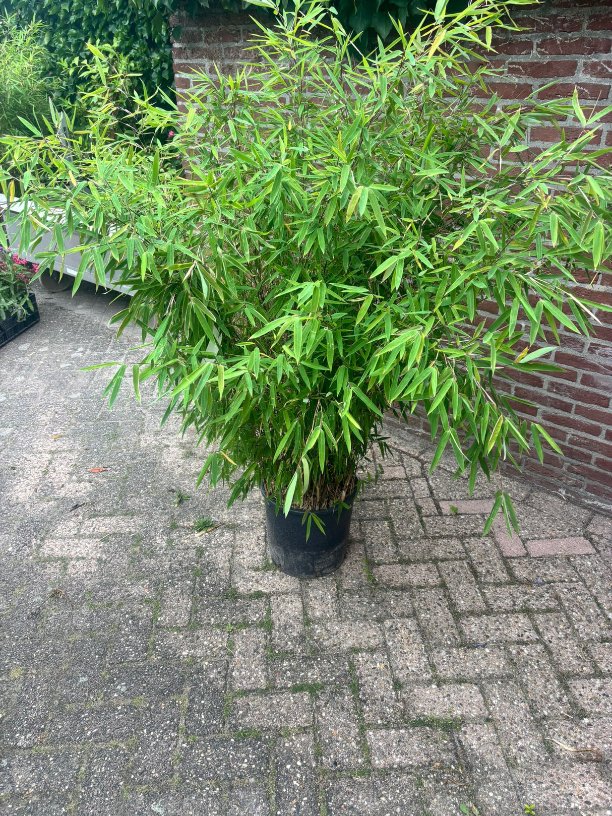 Fragesia n. Black Pearl - Niet woekerend bamboe