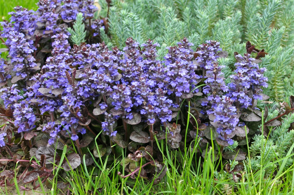 Ajuga reptans 'Braunherz' - Kruipend zenegroen