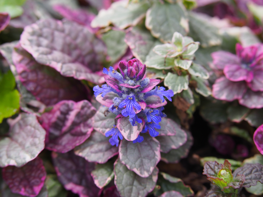 Ajuga reptans 'Burgundy Glow' - Kruipend zenegroen