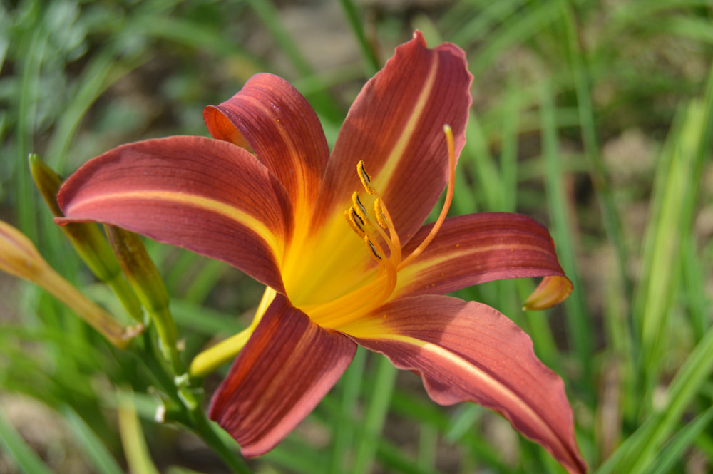 Hemerocallis 'Autumn Red' - Daglelie