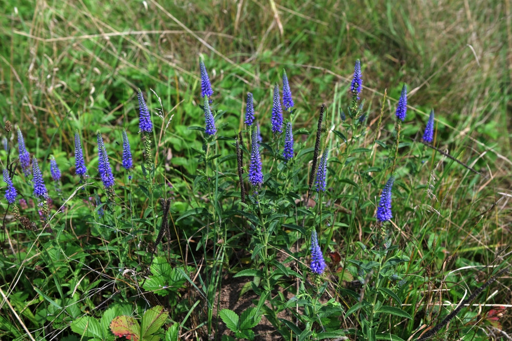 Veronica spic. 'Ulster Dwarf Blue - Ereprijs