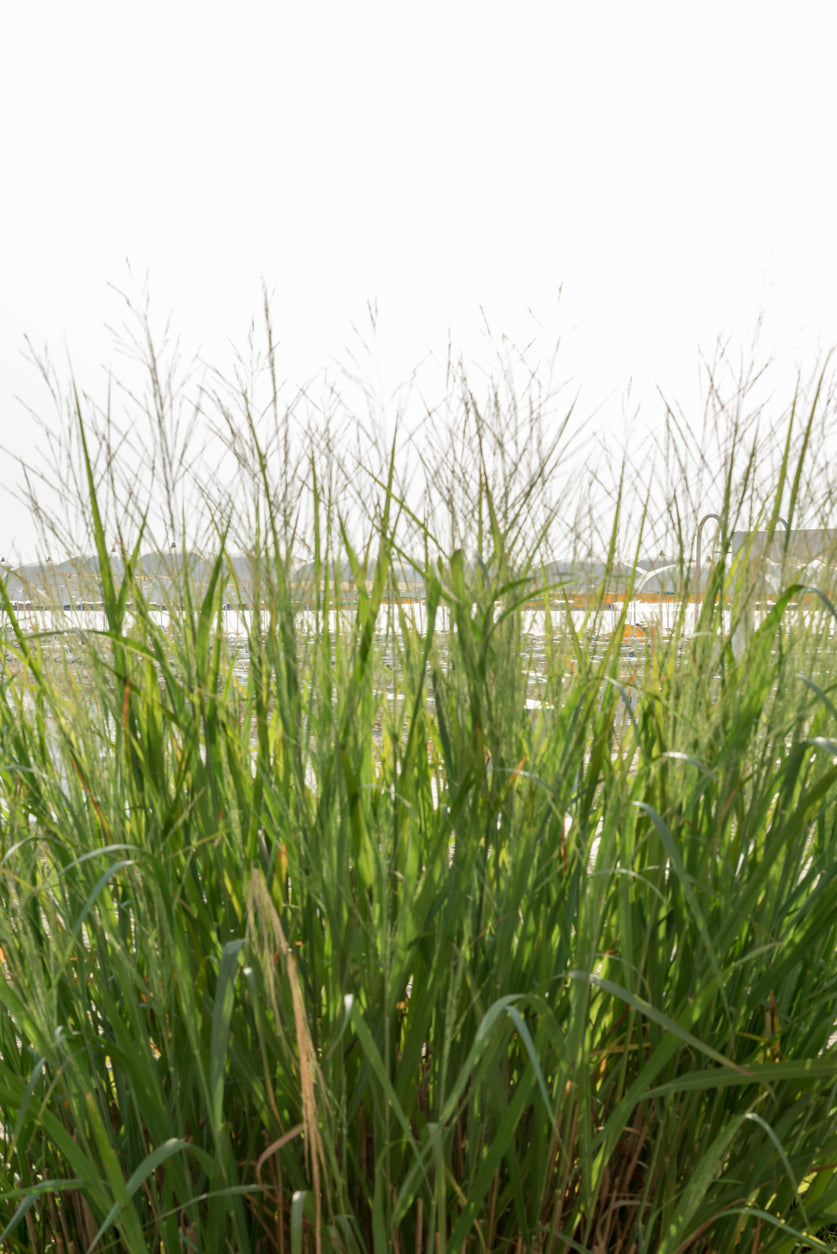 Panicum virgatum 'Northwind'