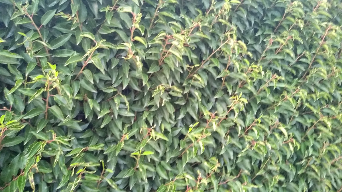 prunus lusitanica angustifolia