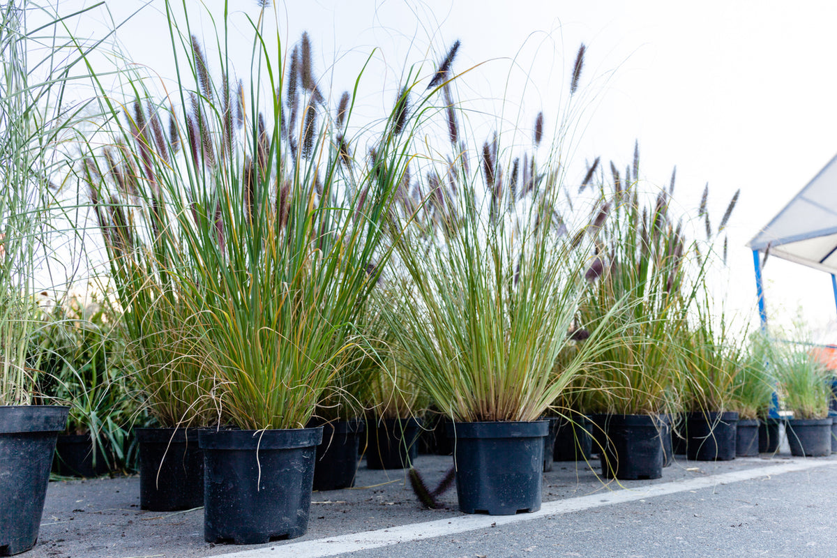Pennisetum alopecuroides viridescens - Lampenpoetsersgras