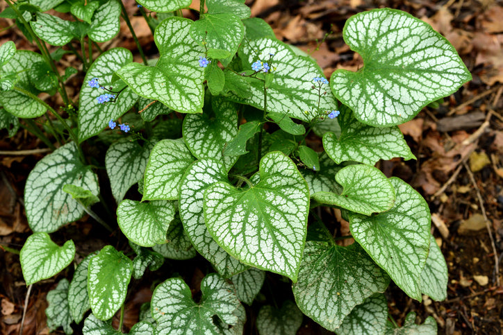 Brunnera macr. 'Variegata' - vergeet mij nietje