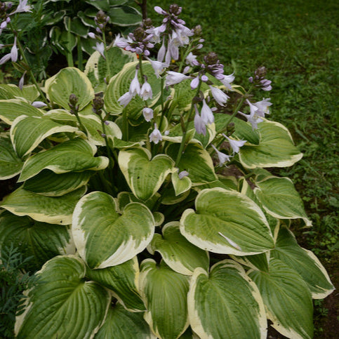 Hosta sieb. 'Frances Williams' - Hartelelie