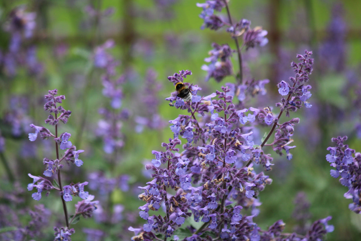 Nepeta 'Walker's Low' - kattenkruid