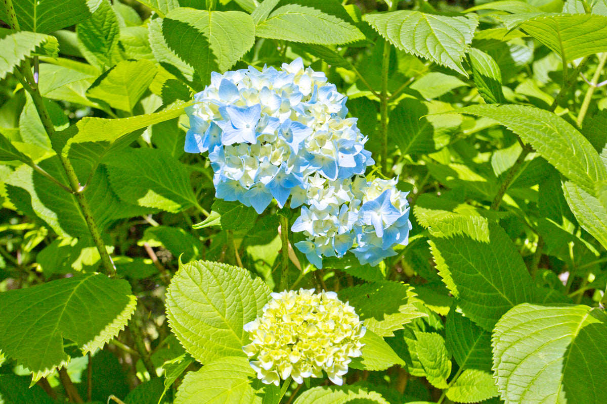 Hydrangea macrophylla 'Nikko Blue'