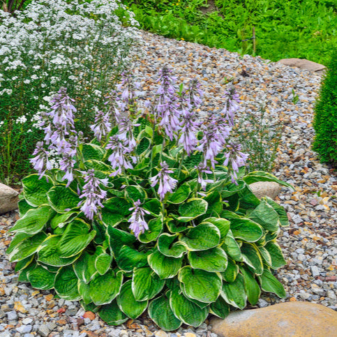 Hosta sieb. 'Elegans' - Hartelelie