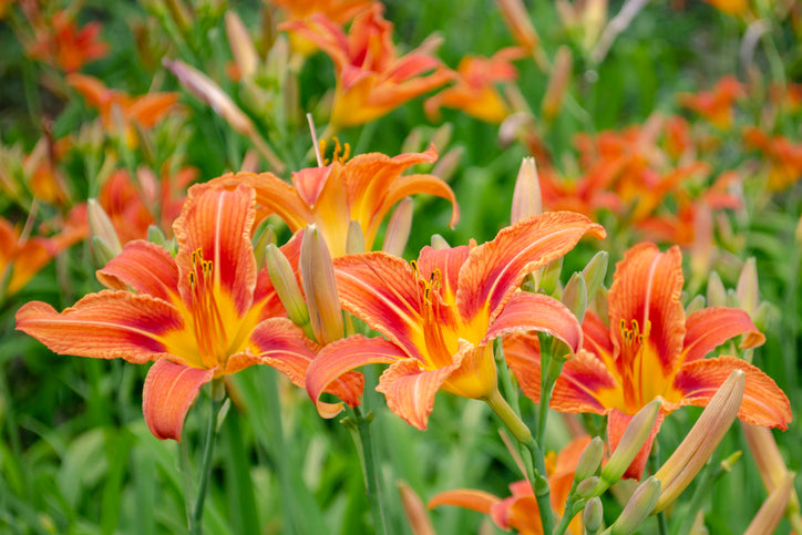 Hemerocallis 'Sammy Russell' - Daglelie