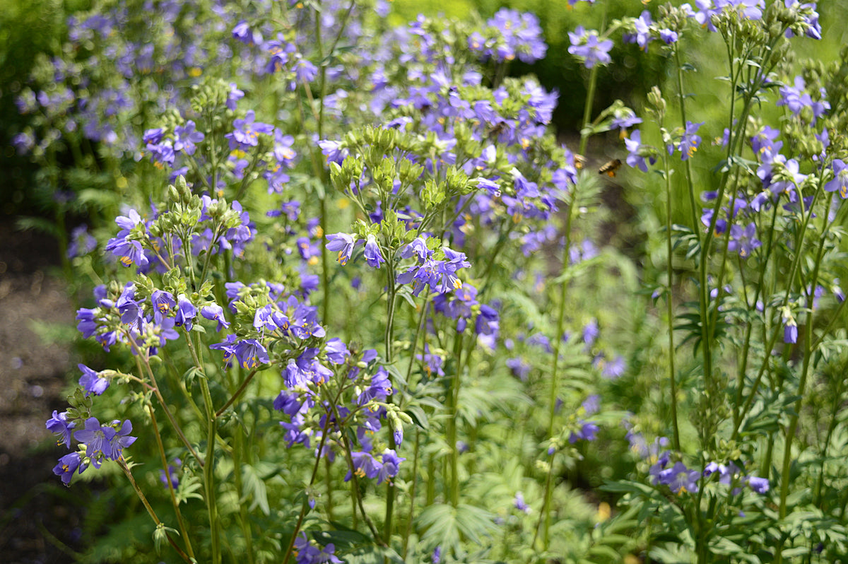 Polemonium reptans
