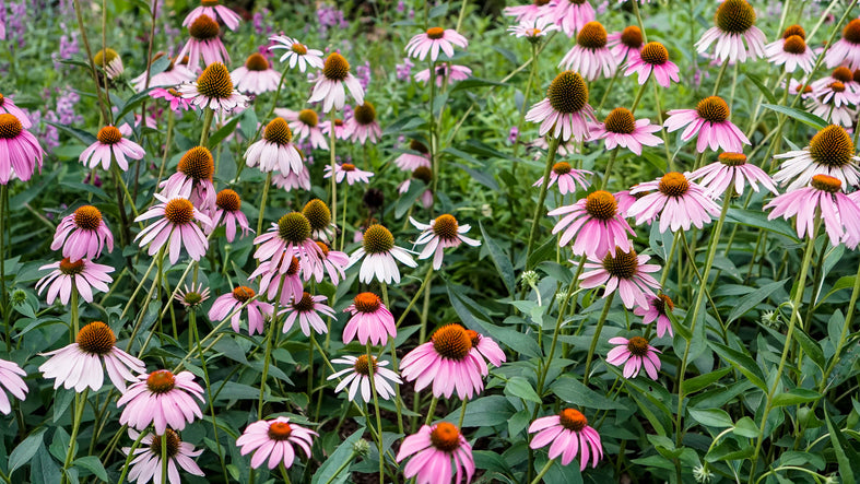 Echinacea pallida - Egelzonnehoed