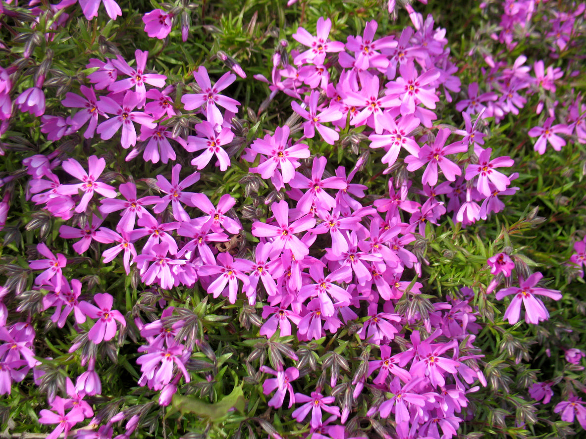 Phlox (S) 'Moerheimii - Vlambloem