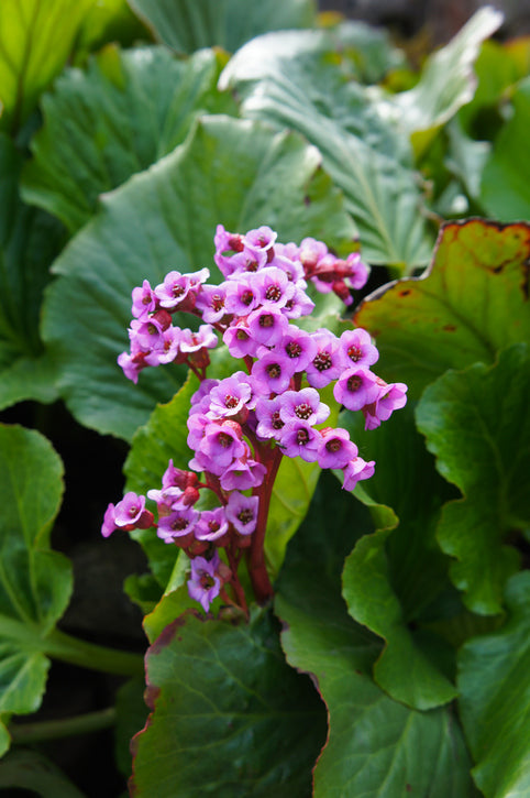 Bergenia cordifolia - Schoenlappersplant