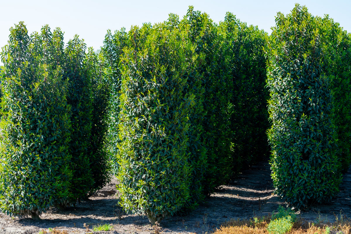 prunus lusitanica angustifolia