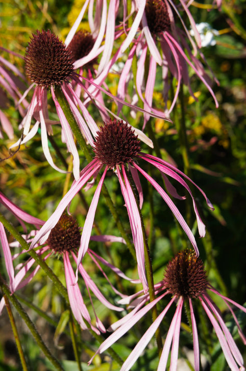 Echinacea pallida - Egelzonnehoed