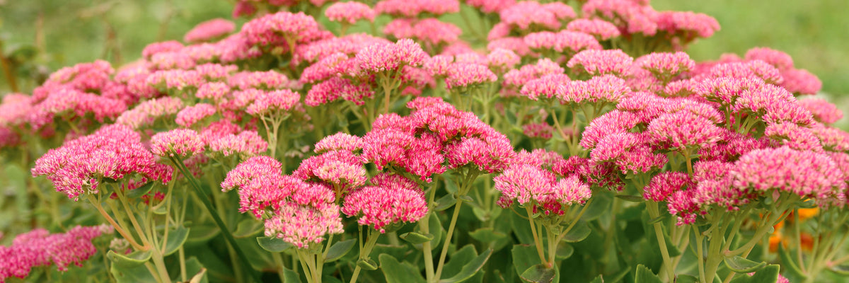 Sedum 'Herbstfreude - Vetplant