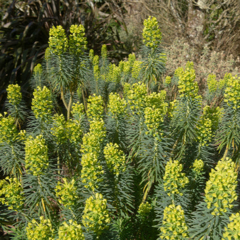 Euphorbia characias wulfenii - Wolfsmelk