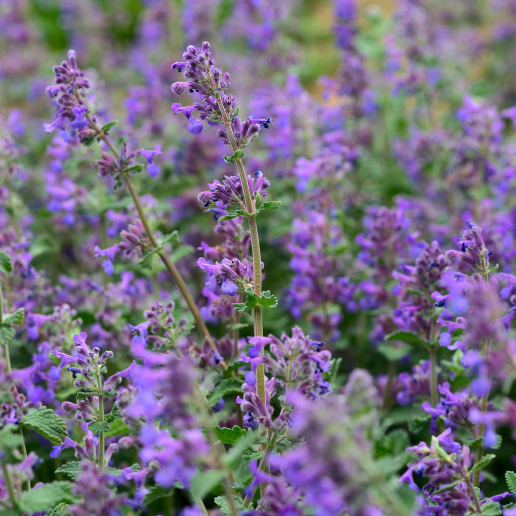 Nepeta 'Walker's Low' - kattenkruid