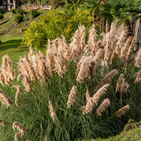 Cortaderia sell. 'Sunningdale Silver' - Pampasgras