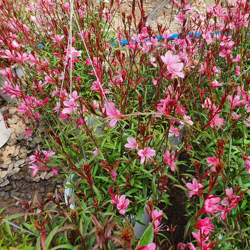 Fuchsia 'Tom Thumb - Bellenplant