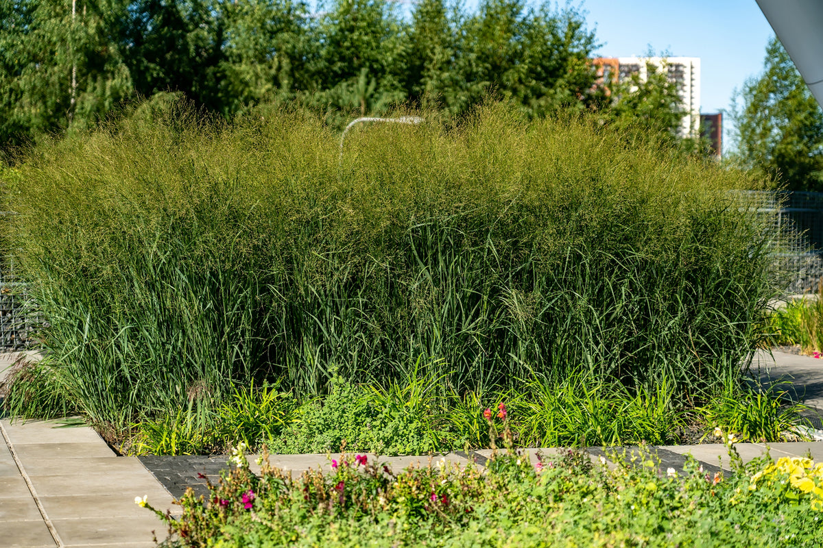 Panicum virgatum 'Northwind'