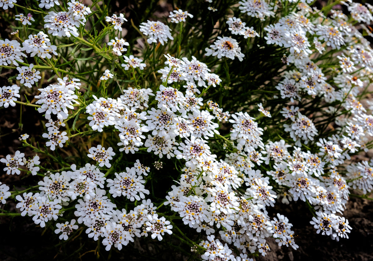 Iberis semp. 'Schneeflocke' - Scheefbloem